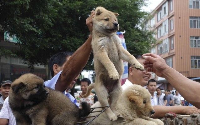 老祖宗挑狗术记住这几个秘诀就能选到一只好狗