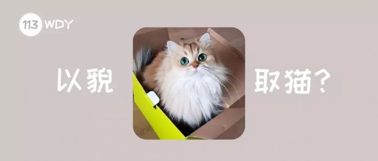 新手养猫指南：想要挑选性格温顺的猫咪，这些关键点一定要看看