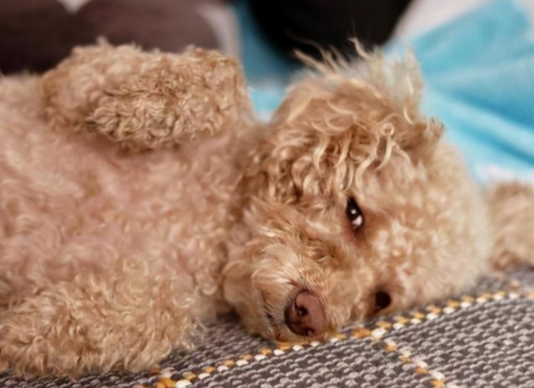 原来泰迪犬对着你露肚子，是有重要事情告诉你