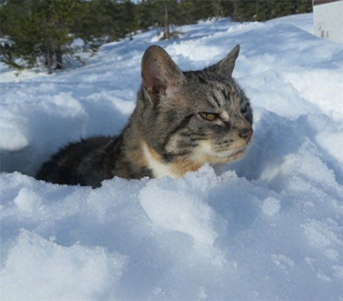 谁说猫不怕冷？当它们看到雪竟表情突变，猫主子：放我回屋