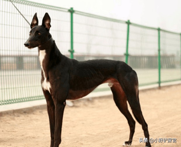 土狗并不土中华田园犬也很漂亮养它应算宠物界的