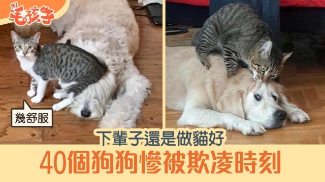 令人心疼又好笑：盘点狗子被猫咪欺负的40个瞬间